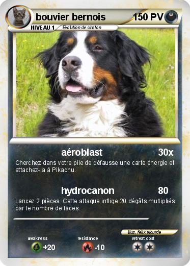 Pokemon bouvier bernois
