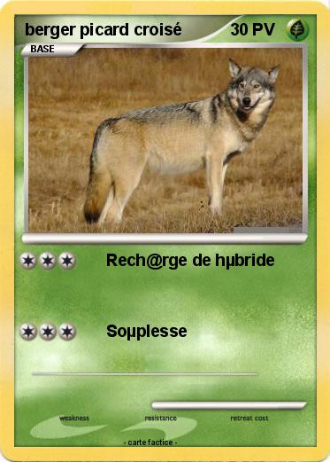 Pokemon berger picard croisé