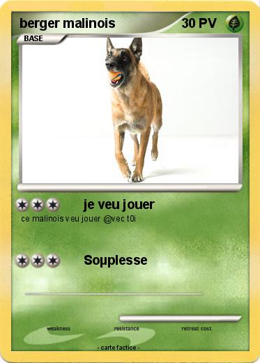 Pokemon berger malinois