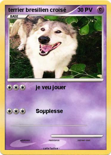 Pokemon terrier bresilien croisé
