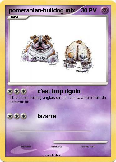 Pokemon pomeranian-bulldog mix