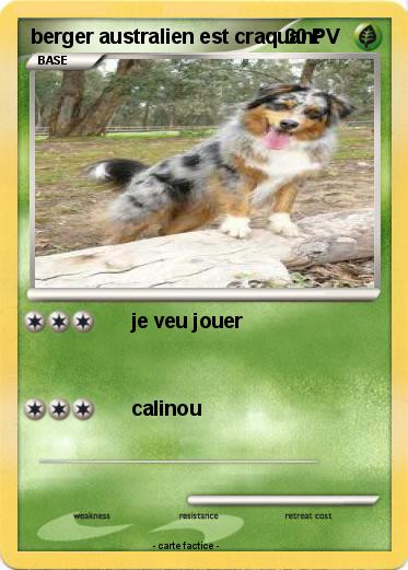 Pokemon berger australien est craquant