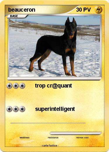Pokemon beauceron