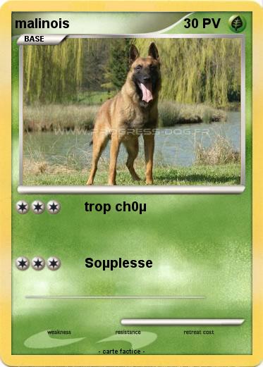 Pokemon malinois