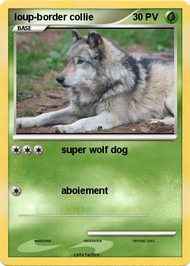 Pokemon loup-border collie