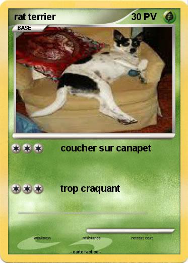 Pokemon rat terrier