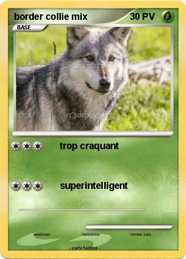 Pokemon border collie mix