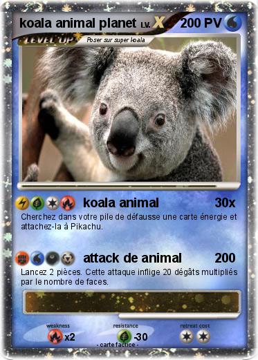 Pokemon koala animal planet