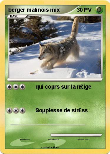 Pokemon berger malinois mix