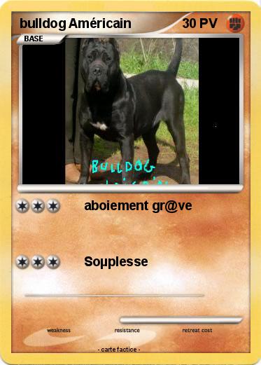 Pokemon bulldog Américain