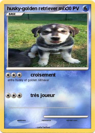 Pokemon husky-golden retriever mix