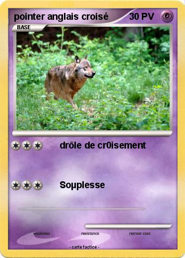 Pokemon pointer anglais croisé