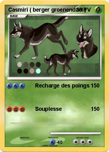 Pokemon Casmiri ( berger groenendael )