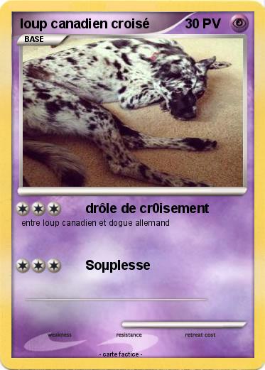 Pokemon loup canadien croisé