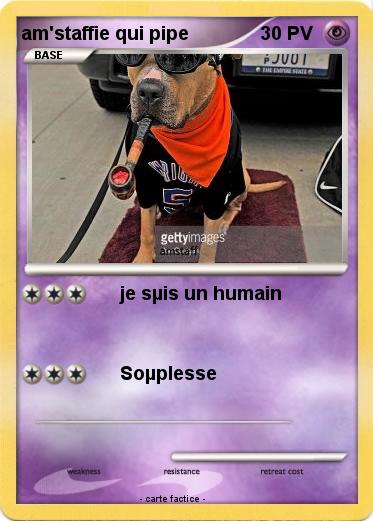 Pokemon am'staffie qui pipe