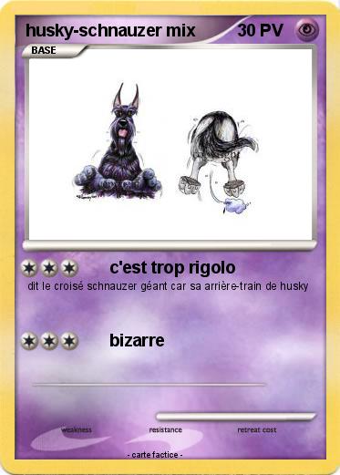 Pokemon husky-schnauzer mix