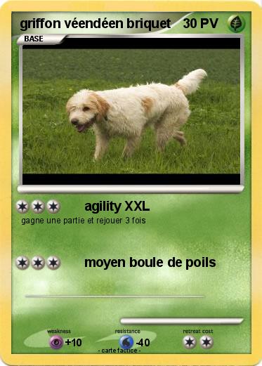 Pokemon griffon véendéen briquet
