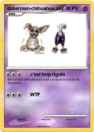 Pokemon doberman-chihuahua mix