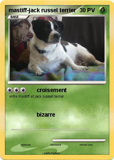 Pokemon mastiff-jack russel terrier