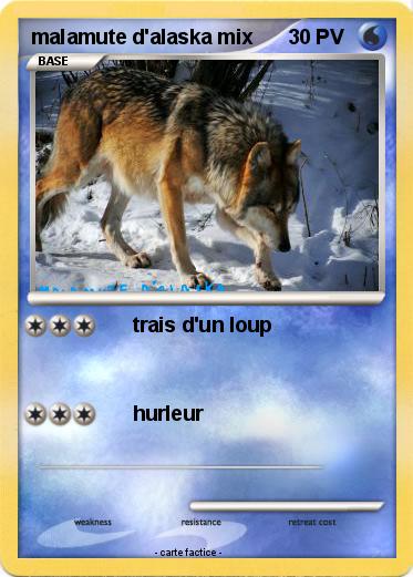 Pokemon malamute d'alaska mix
