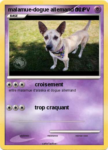 Pokemon malamue-dogue allemand mix