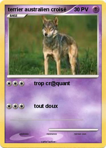 Pokemon terrier australien croisé