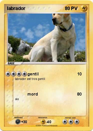 Pokemon labrador