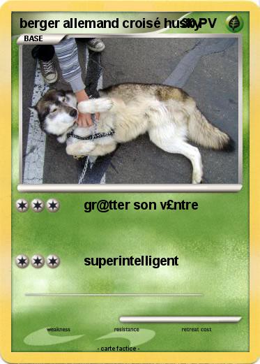 Pokemon berger allemand croisé husky