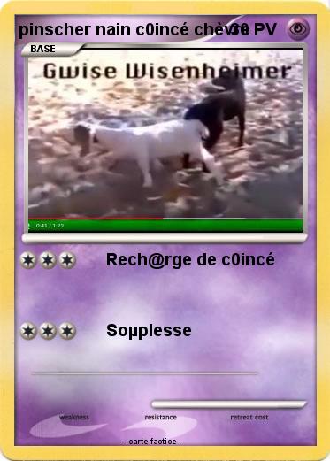 Pokemon pinscher nain c0incé chèvre