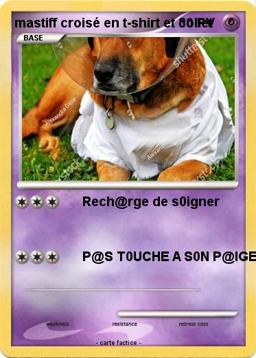 Pokemon mastiff croisé en t-shirt et collet