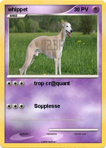 Pokemon whippet