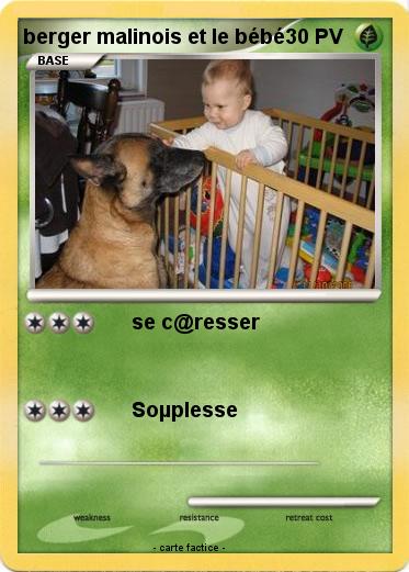 Pokemon berger malinois et le bébé