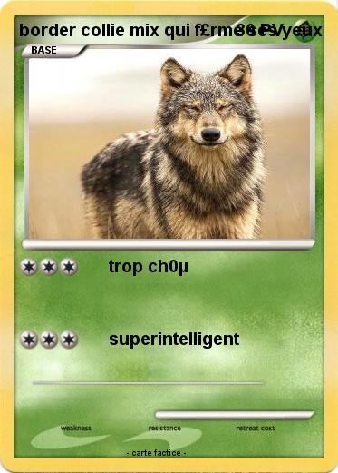 Pokemon border collie mix qui f£rme ses yeux