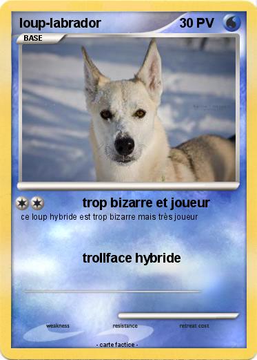 Pokemon loup-labrador