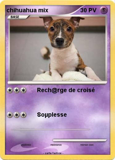Pokemon chihuahua mix