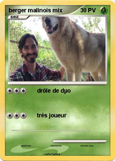 Pokemon berger malinois mix