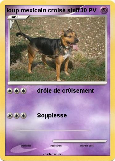 Pokemon loup mexicain croisé staff