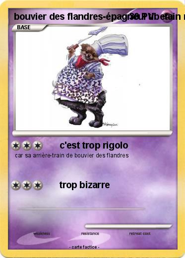 Pokemon bouvier des flandres-épagneul tibetain mix