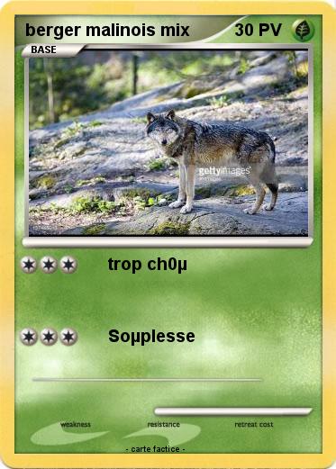 Pokemon berger malinois mix