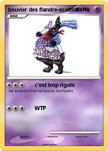 Pokemon bouvier des flandre-scottish mix