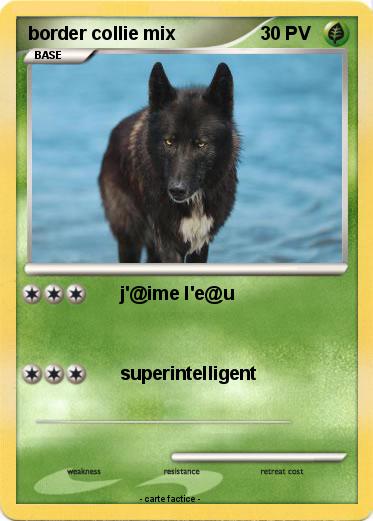 Pokemon border collie mix