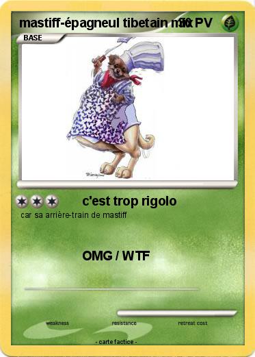 Pokemon mastiff-épagneul tibetain mix