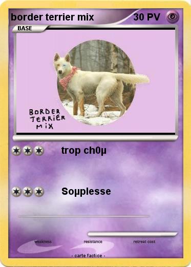 Pokemon border terrier mix