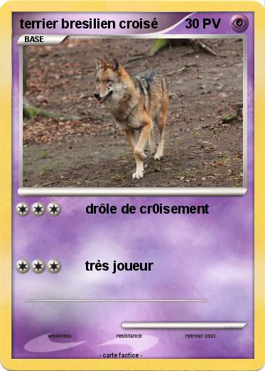 Pokemon terrier bresilien croisé