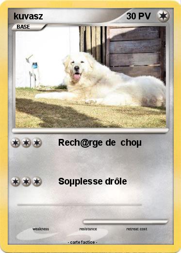 Pokemon kuvasz
