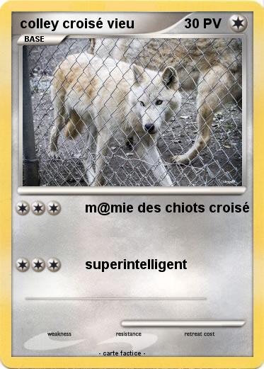 Pokemon colley croisé vieu