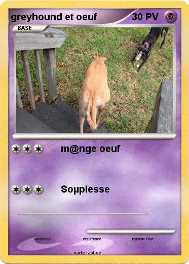 Pokemon greyhound et oeuf