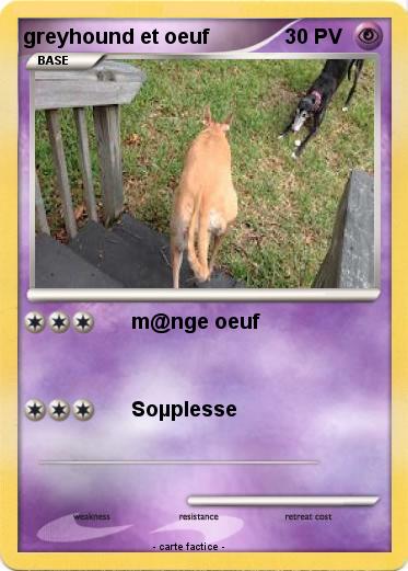 Pokemon greyhound et oeuf