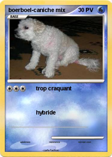 Pokemon boerboel-caniche mix