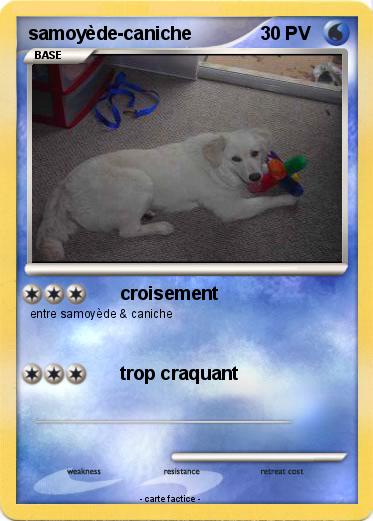 Pokemon samoyède-caniche